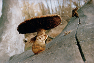 danube mushroom