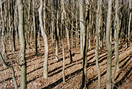 struktur Wald